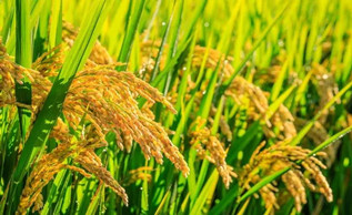 北京Farmer三夏一周：黄淮夏管，西北夏收高潮，南方早稻开始收割